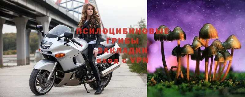 купить наркоту  Бузулук  Псилоцибиновые грибы Psilocybe 